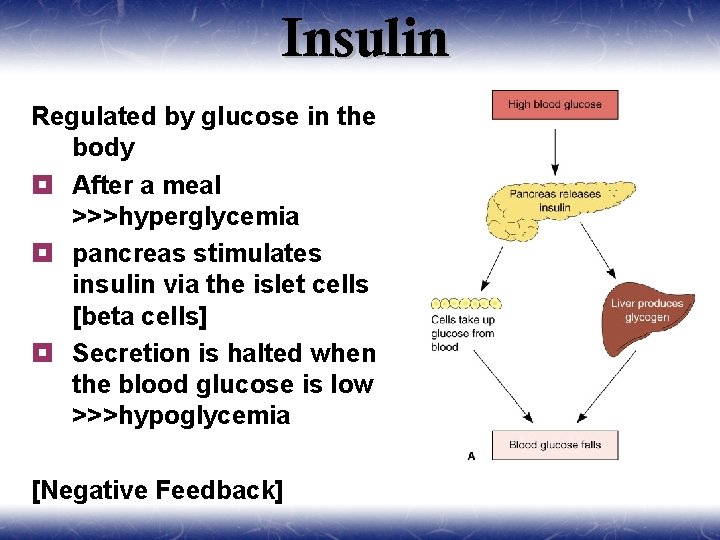 Insulin Regulated by glucose in the body ¥ After a meal >>>hyperglycemia ¥ pancreas