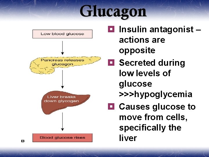 Glucagon ¥ Insulin antagonist – actions are opposite ¥ Secreted during low levels of