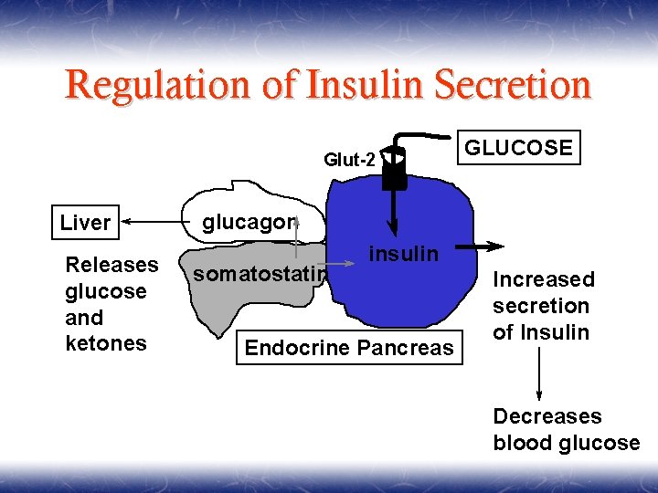 Regulation of Insulin Secretion Glut-2 Liver Releases glucose and ketones GLUCOSE glucagon somatostatin insulin