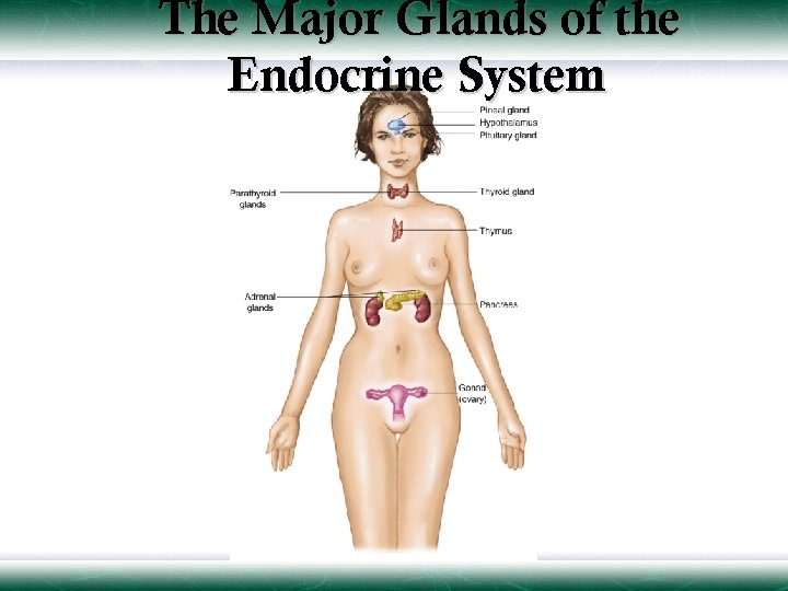 The Major Glands of the Endocrine System 