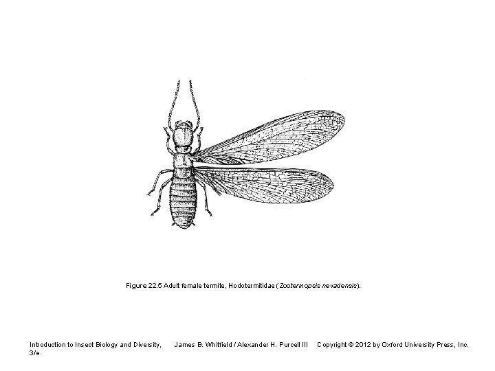 Zootermopsis Neotonic CHAPTER 22 Order Blattodea Including Former Isoptera Cockroaches