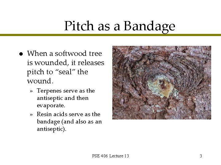 Pitch as a Bandage l When a softwood tree is wounded, it releases pitch