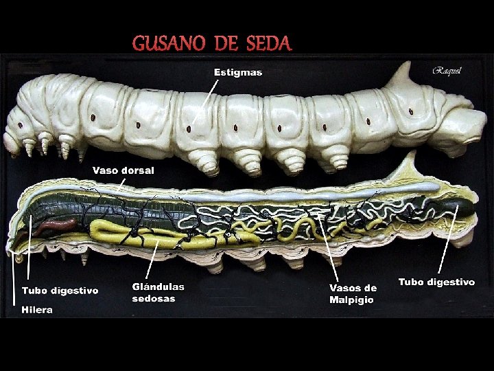 GUSANO DE SEDA 