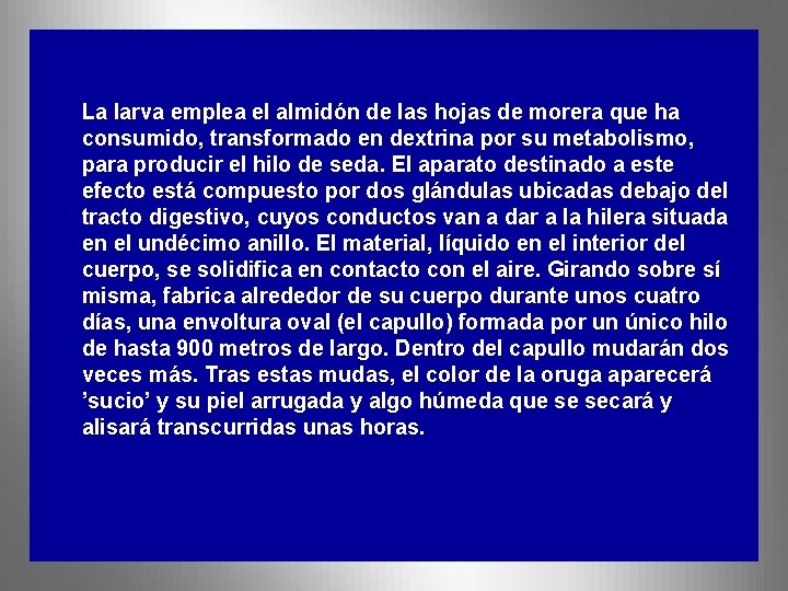 La larva emplea el almidón de las hojas de morera que ha consumido, transformado