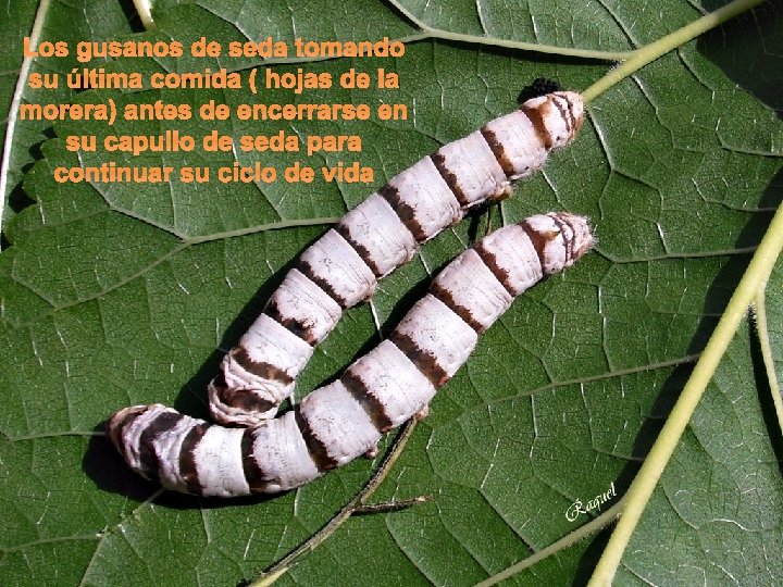 Los gusanos de seda tomando su última comida ( hojas de la morera) antes