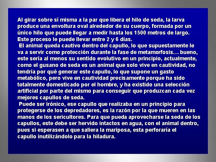 Al girar sobre sí misma a la par que libera el hilo de seda,