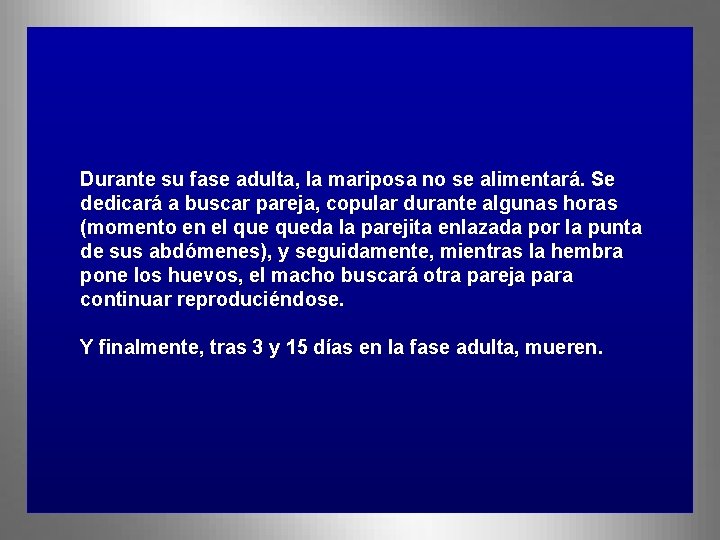 Durante su fase adulta, la mariposa no se alimentará. Se dedicará a buscar pareja,