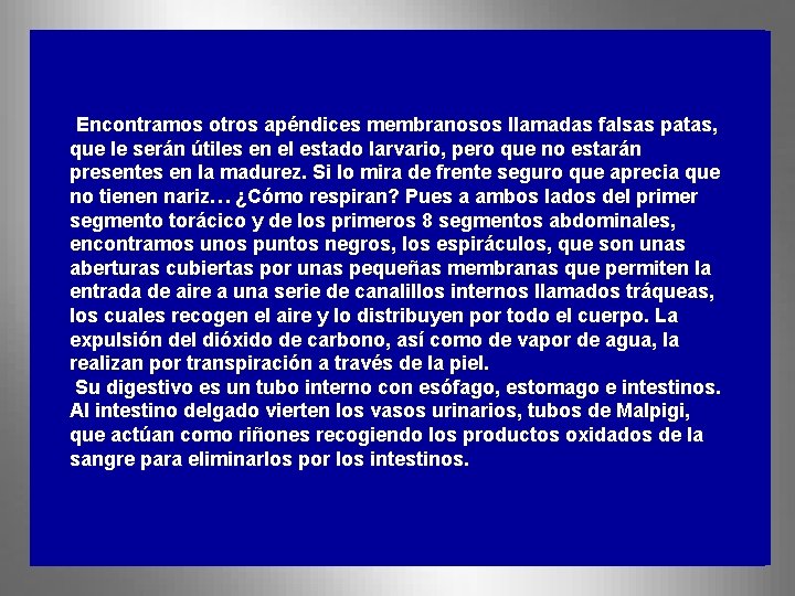 Encontramos otros apéndices membranosos llamadas falsas patas, que le serán útiles en el estado