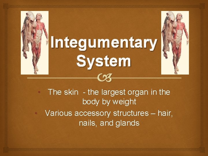 Integumentary System • The skin - the largest organ in the body by weight