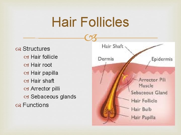 Hair Follicles Structures Hair follicle Hair root Hair papilla Hair shaft Arrector pilli Sebaceous