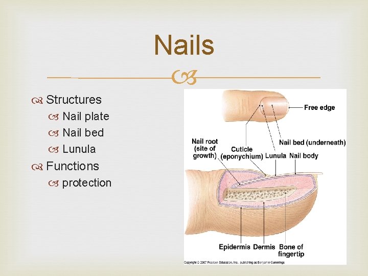 Nails Structures Nail plate Nail bed Lunula Functions protection 
