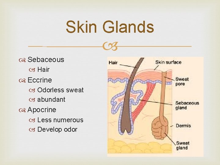 Skin Glands Sebaceous Hair Eccrine Odorless sweat abundant Apocrine Less numerous Develop odor 