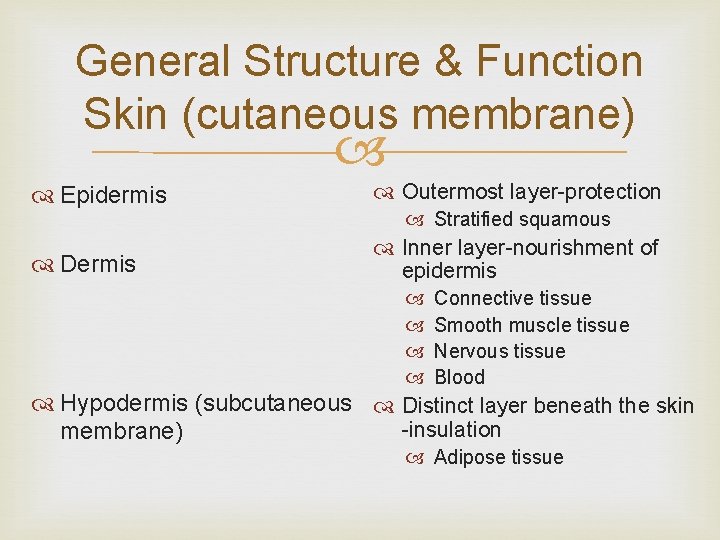 General Structure & Function Skin (cutaneous membrane) Epidermis Outermost layer-protection Dermis Inner layer-nourishment of