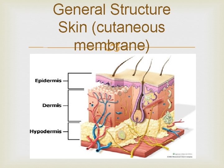 General Structure Skin (cutaneous membrane) 