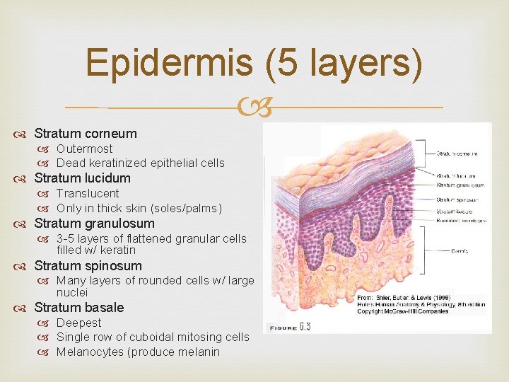 Epidermis (5 layers) Stratum corneum Outermost Dead keratinized epithelial cells Stratum lucidum Translucent Only