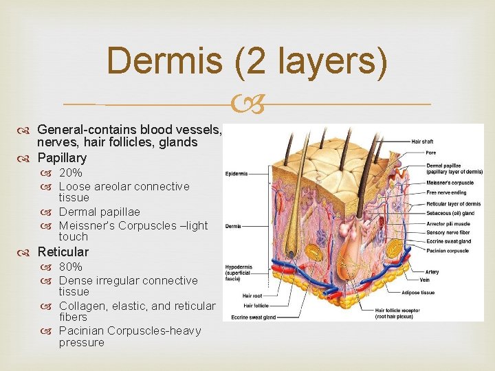 Dermis (2 layers) General-contains blood vessels, nerves, hair follicles, glands Papillary 20% Loose areolar