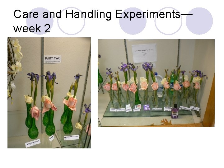 Care and Handling Experiments— week 2 