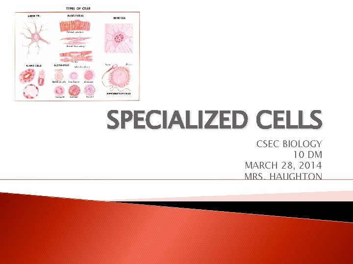 SPECIALIZED CELLS CSEC BIOLOGY 10 DM MARCH 28, 2014 MRS. HAUGHTON 
