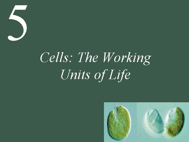 5 Cells: The Working Units of Life 