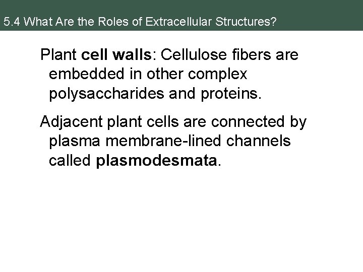 5. 4 What Are the Roles of Extracellular Structures? Plant cell walls: Cellulose fibers