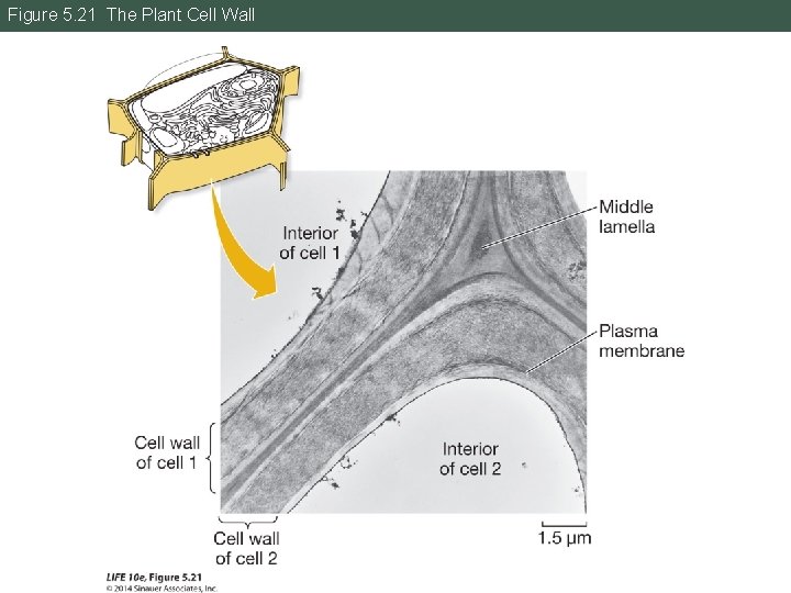 Figure 5. 21 The Plant Cell Wall 