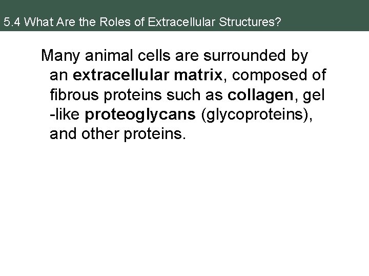 5. 4 What Are the Roles of Extracellular Structures? Many animal cells are surrounded