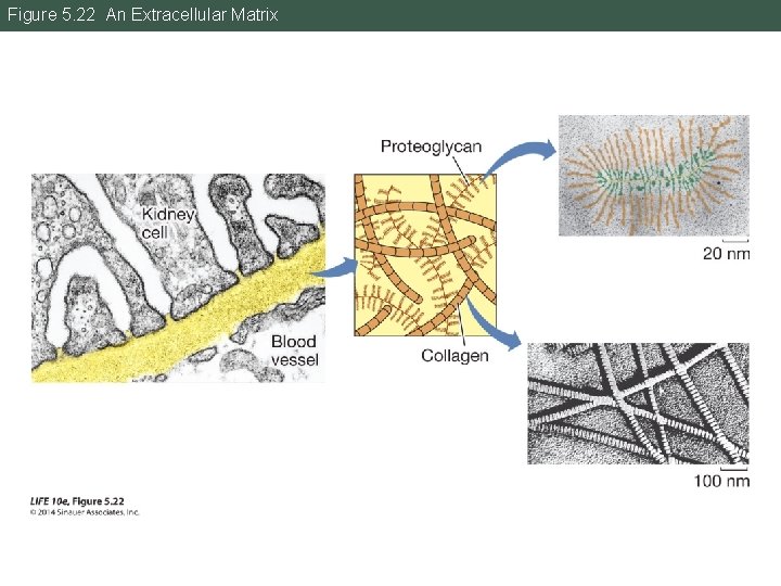 Figure 5. 22 An Extracellular Matrix 