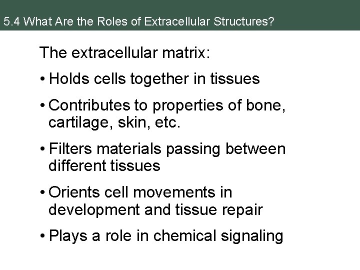 5. 4 What Are the Roles of Extracellular Structures? The extracellular matrix: • Holds