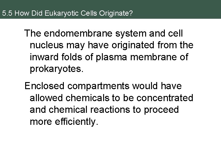 5. 5 How Did Eukaryotic Cells Originate? The endomembrane system and cell nucleus may