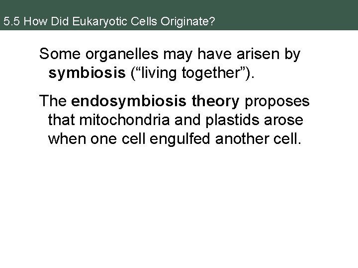 5. 5 How Did Eukaryotic Cells Originate? Some organelles may have arisen by symbiosis