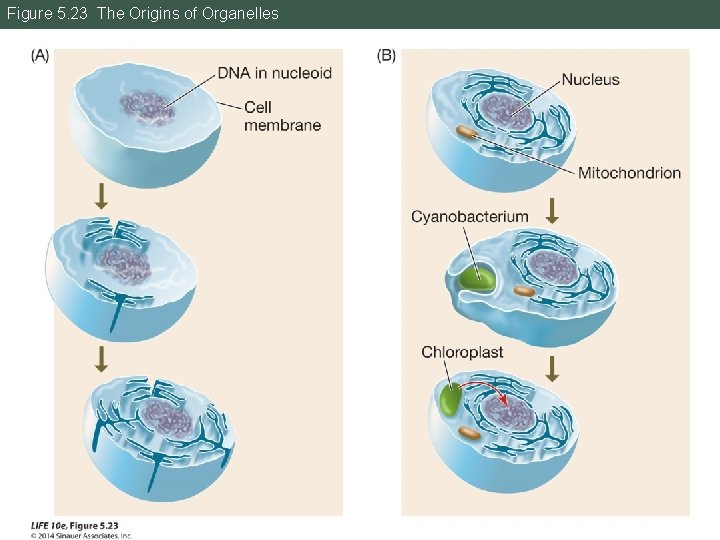 Figure 5. 23 The Origins of Organelles 