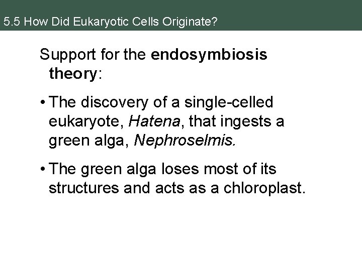 5. 5 How Did Eukaryotic Cells Originate? Support for the endosymbiosis theory: • The