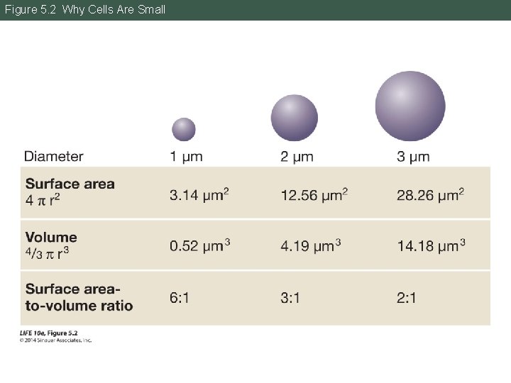 Figure 5. 2 Why Cells Are Small 