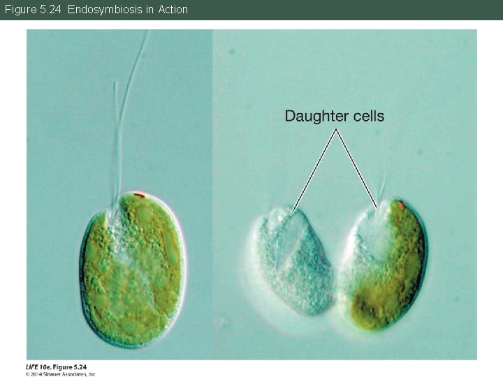 Figure 5. 24 Endosymbiosis in Action 