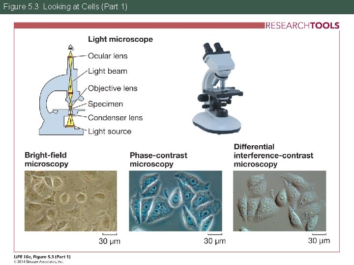 Figure 5. 3 Looking at Cells (Part 1) 