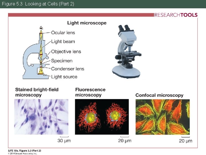 Figure 5. 3 Looking at Cells (Part 2) 