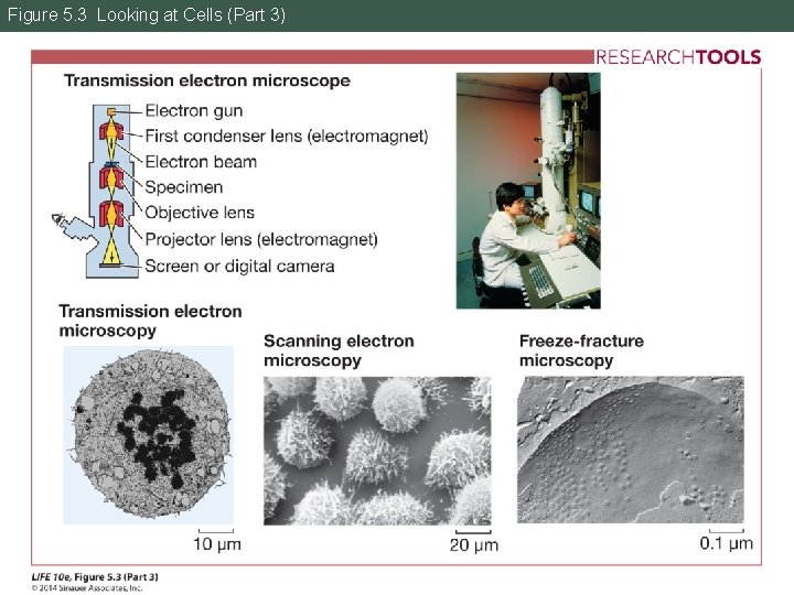 Figure 5. 3 Looking at Cells (Part 3) 