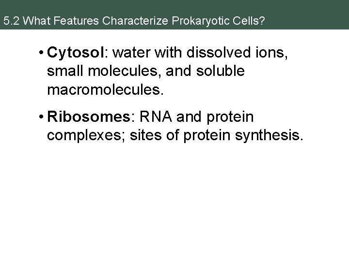 5. 2 What Features Characterize Prokaryotic Cells? • Cytosol: water with dissolved ions, small