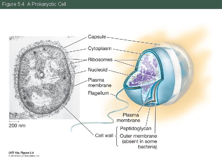 Figure 5. 4 A Prokaryotic Cell 