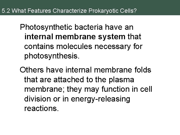 5. 2 What Features Characterize Prokaryotic Cells? Photosynthetic bacteria have an internal membrane system