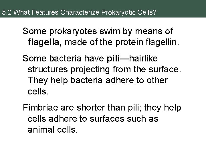 5. 2 What Features Characterize Prokaryotic Cells? Some prokaryotes swim by means of flagella,