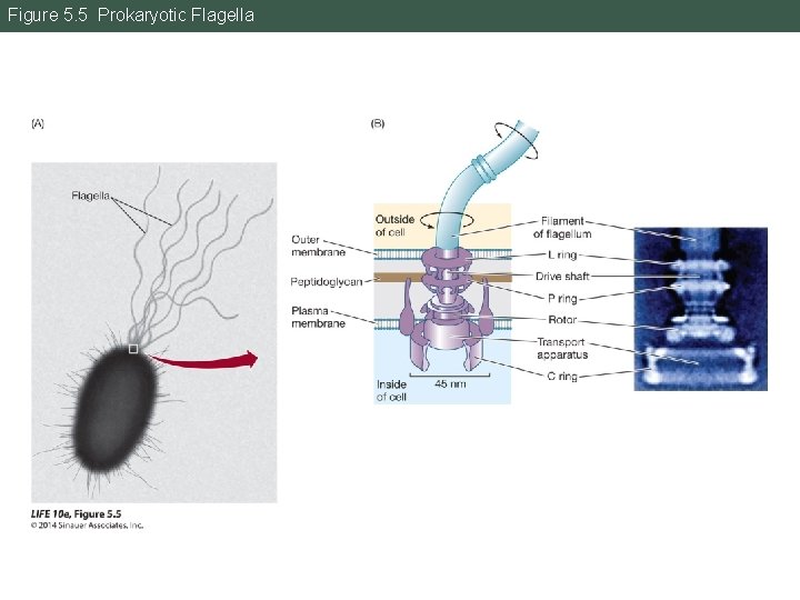 Figure 5. 5 Prokaryotic Flagella 