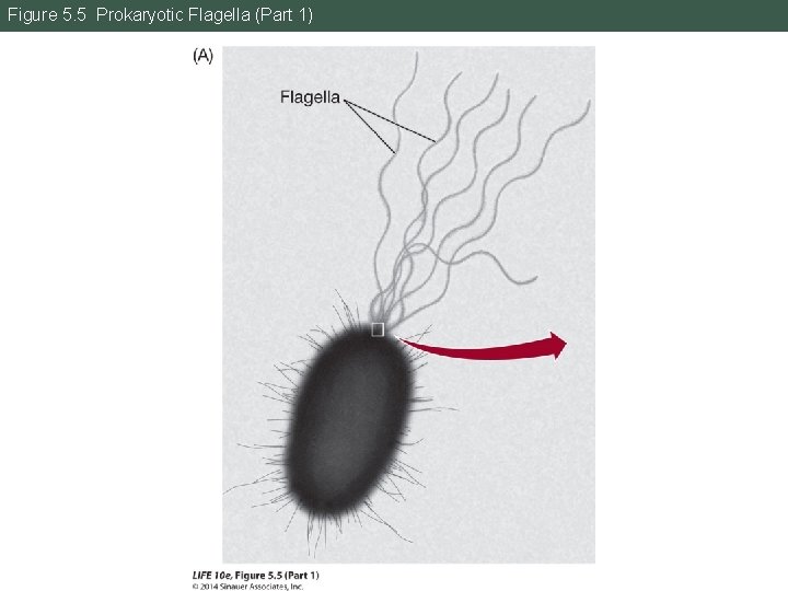 Figure 5. 5 Prokaryotic Flagella (Part 1) 