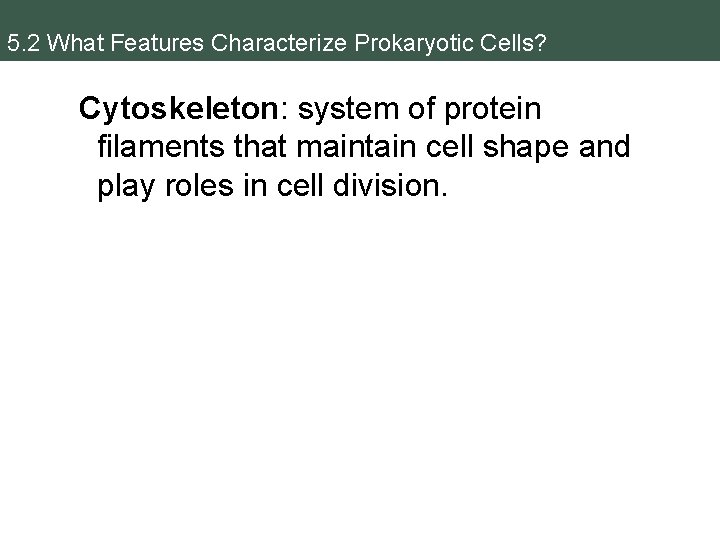 5. 2 What Features Characterize Prokaryotic Cells? Cytoskeleton: system of protein filaments that maintain