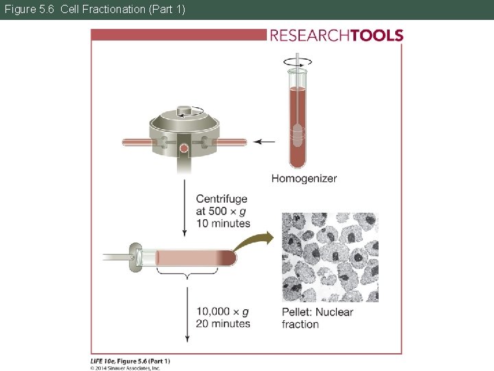 Figure 5. 6 Cell Fractionation (Part 1) 