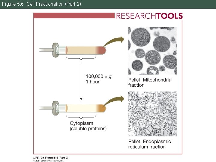 Figure 5. 6 Cell Fractionation (Part 2) 