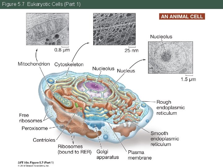 Figure 5. 7 Eukaryotic Cells (Part 1) 