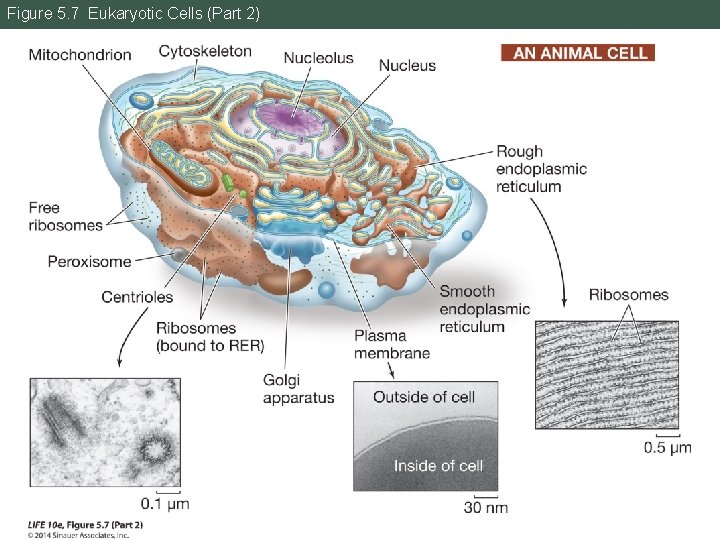 Figure 5. 7 Eukaryotic Cells (Part 2) 