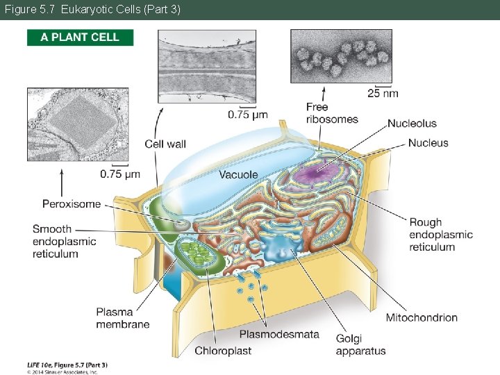 Figure 5. 7 Eukaryotic Cells (Part 3) 