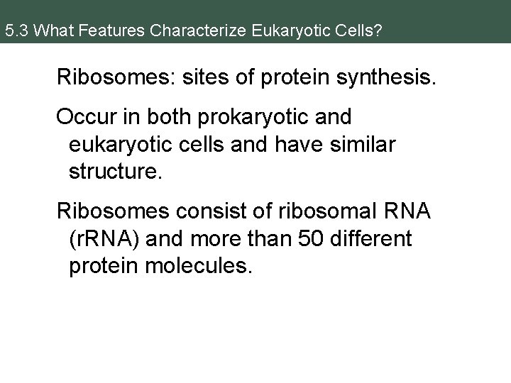 5. 3 What Features Characterize Eukaryotic Cells? Ribosomes: sites of protein synthesis. Occur in